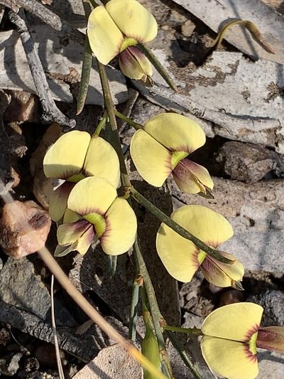 Templetonia stenophylla, photographed by Lukas Clews