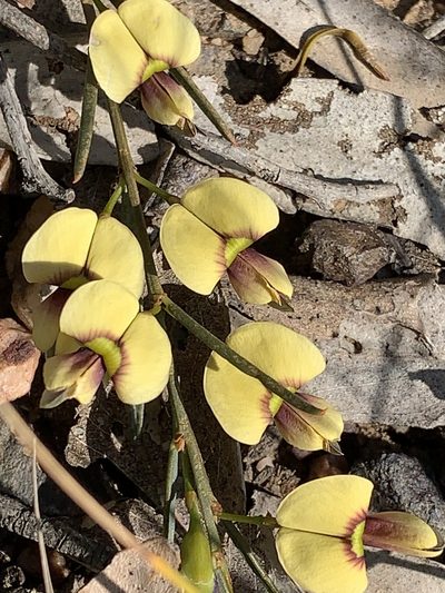 Templetonia stenophylla, photographed by Lukas Clews