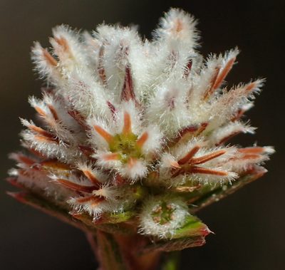 Phylica agathosmoides, photographed by Nicola van Berkel