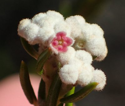 Phylica cryptandroides, photographed by Nicola van Berkel