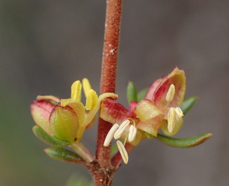 Anthospermum spathulatum, photographed by Nicola van Berkel
