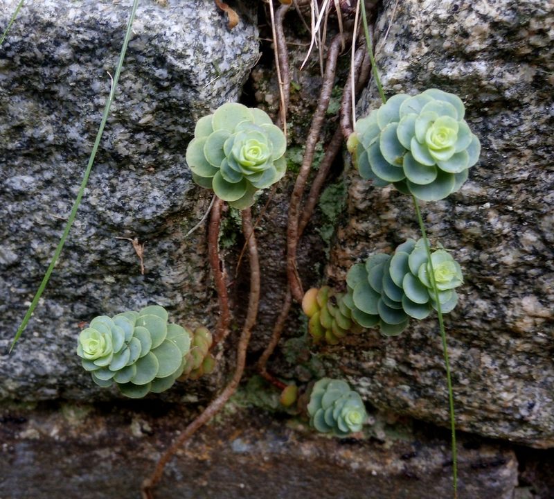 Hylotelephium anacampseros, photographed by Michal Honskus