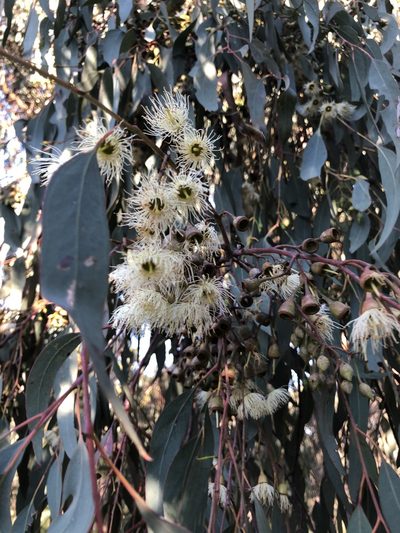 Eucalyptus melliodora, photographed by Craig Hyland
