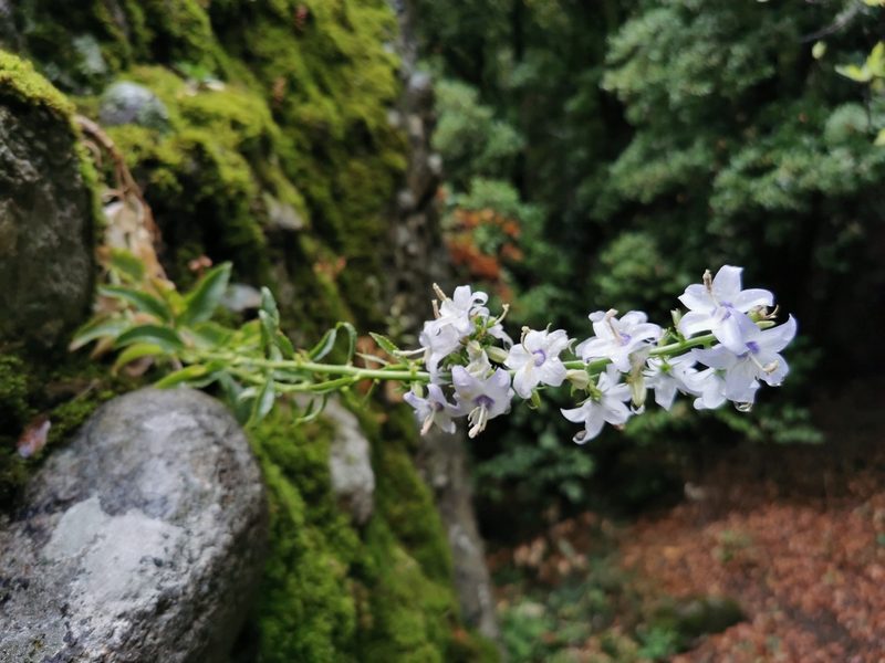 Campanula versicolor, photographed by Thor-Rune Hansen