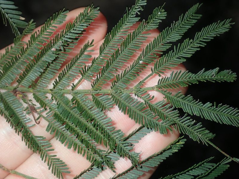 Acacia parramattensis, photographed by Thomas Mesaglio