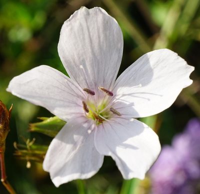Linum tenuifolium, photographed by Patrick Hacker