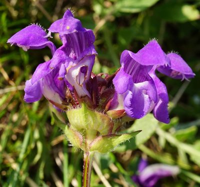 Prunella grandiflora, photographed by Patrick Hacker