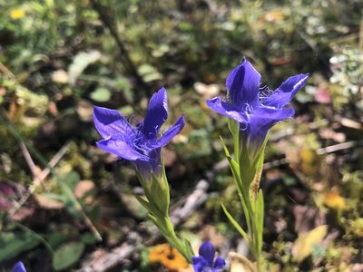 Gentianopsis ciliata, photographed by Jan Herr