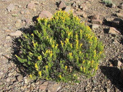 Pteronia empetrifolia, photographed by douglaseustonbrown