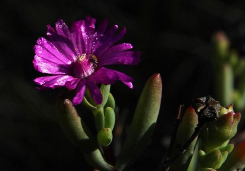 Ruschia montaguensis, photographed by Tony Rebelo