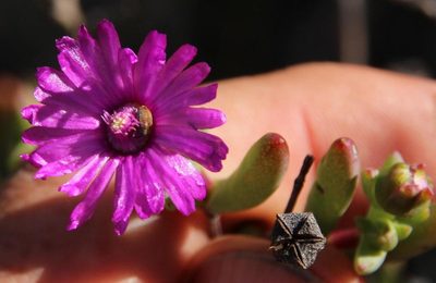 Ruschia montaguensis, photographed by Tony Rebelo