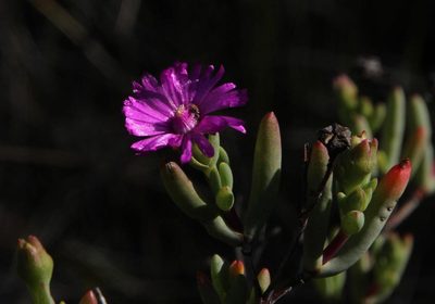 Ruschia montaguensis, photographed by Tony Rebelo