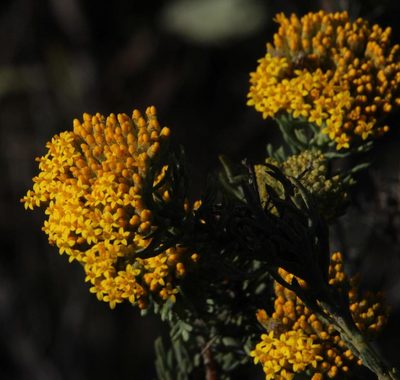 Hymenolepis incisa, photographed by Tony Rebelo