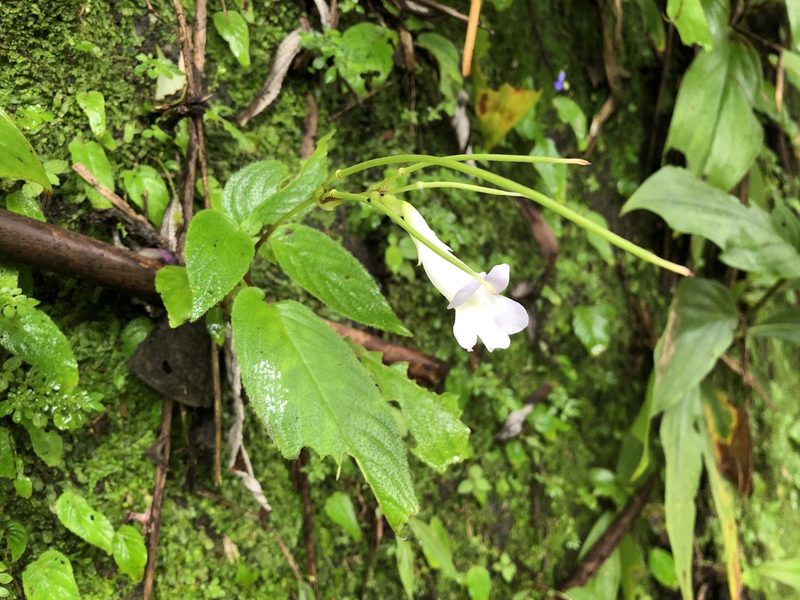 Henckelia anachoreta, photographed by 黃美滿