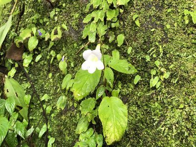Henckelia anachoreta, photographed by 黃美滿