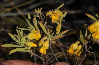 Hermannia odorata, photographed by Tony Rebelo