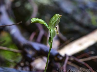 Pterostylis melagramma, photographed by Brendan Costello