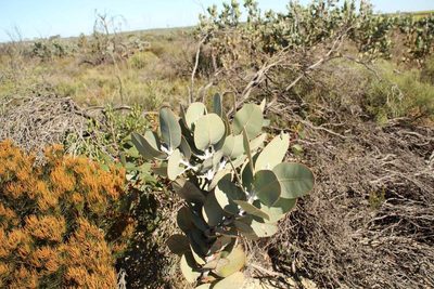 Eucalyptus pleurocarpa, photographed by Em Lamond