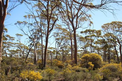 Eucalyptus salmonophloia, photographed by Em Lamond