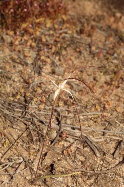 Caladenia microchila, photographed by Em Lamond
