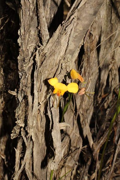 Diuris hazeliae, photographed by Em Lamond
