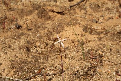 Caladenia microchila, photographed by Em Lamond