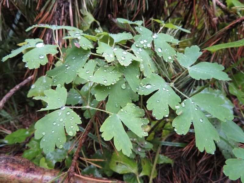 Aquilegia olympica, photographed by Марина