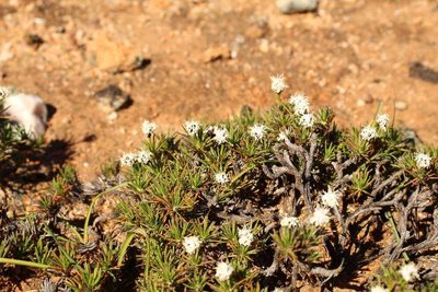Borya constricta, photographed by Em Lamond