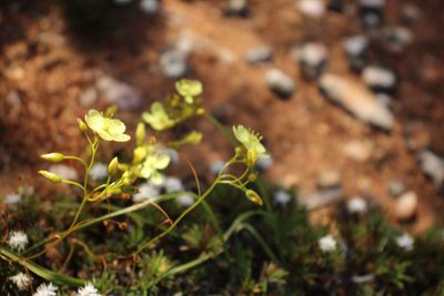 Drosera moorei, photographed by Em Lamond