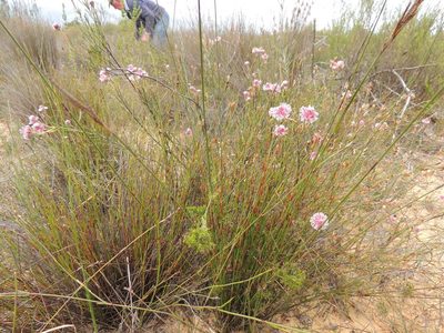 Serruria linearis, photographed by Jacques van der Merwe