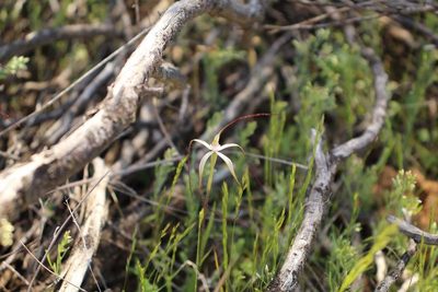 Caladenia microchila, photographed by Em Lamond