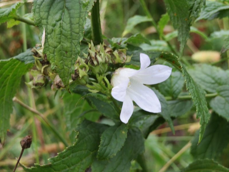 Campanula lactiflora, photographed by Марина