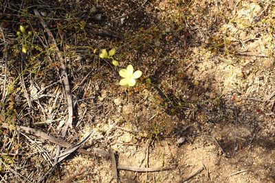 Drosera moorei, photographed by Em Lamond