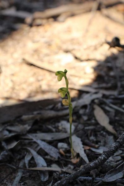 Pterostylis mutica, photographed by Em Lamond