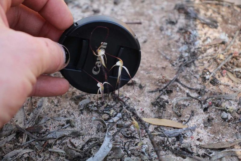 Caladenia microchila, photographed by Em Lamond