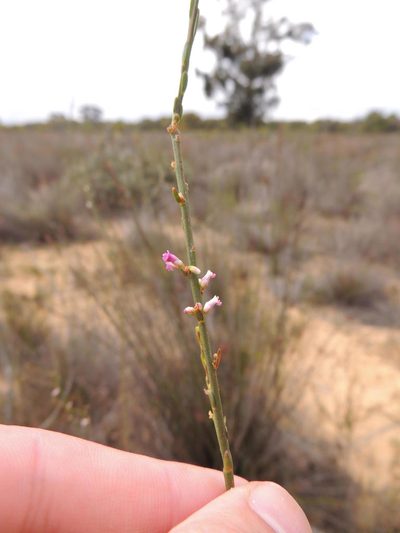 Muraltia striata, photographed by Jacques van der Merwe