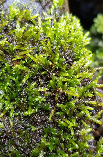 Hygrohypnella ochracea, photographed by Helen Waterman