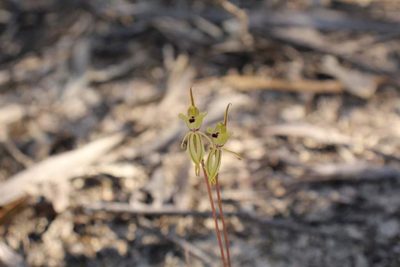 Caladenia brevisura, photographed by Em Lamond