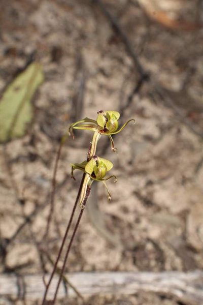 Caladenia brevisura, photographed by Em Lamond
