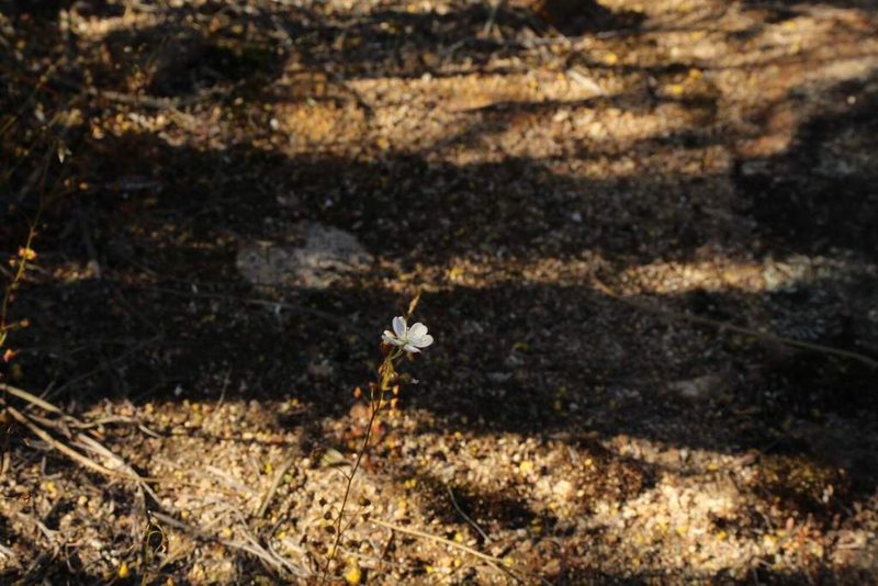 Drosera andersoniana, photographed by Em Lamond