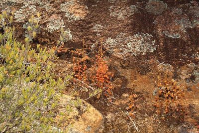 Drosera andersoniana, photographed by Em Lamond