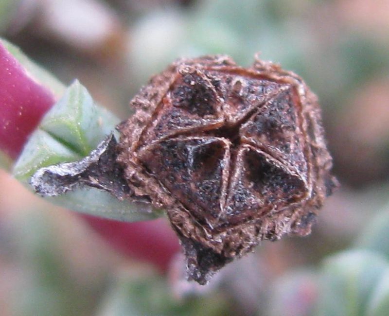 Antimima triquetra, photographed by douglaseustonbrown