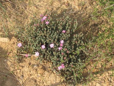 Antimima triquetra, photographed by douglaseustonbrown