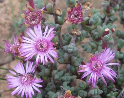 Antimima triquetra, photographed by douglaseustonbrown