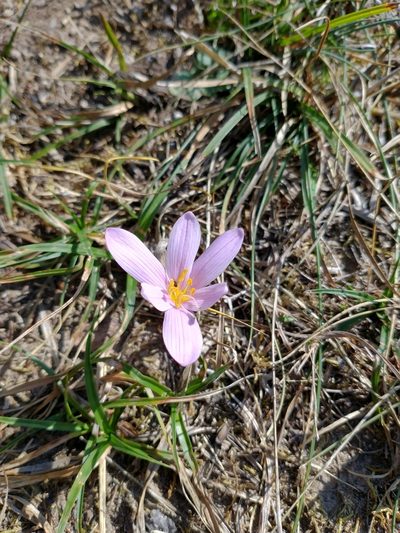 Colchicum alpinum, photographed by Mustapha