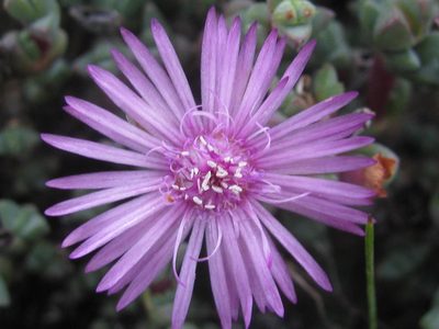Antimima triquetra, photographed by douglaseustonbrown