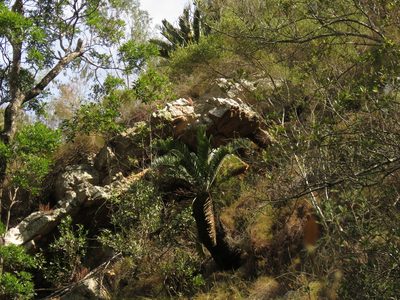 Encephalartos longifolius, photographed by Christiaan Viljoen