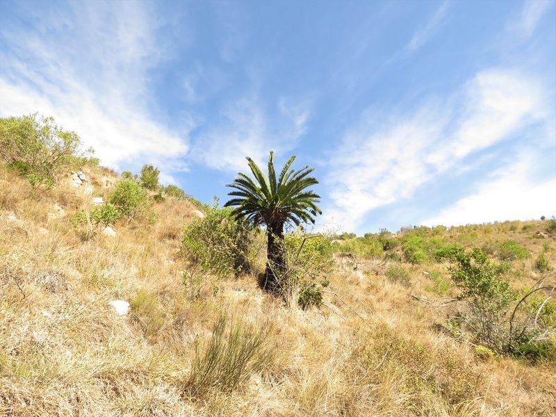 Encephalartos longifolius, photographed by Christiaan Viljoen