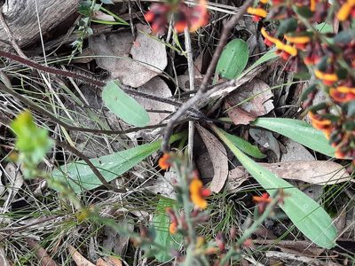 Craspedia variabilis, photographed by spacegecko