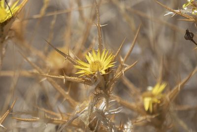 Carlina racemosa, photographed by Kristof Zyskowski